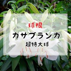 【球根】カサブランカ・超特大球／ 1球入