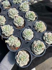 抜き苗 バニラ錦 MY10×18株 ふっくら 多肉植物 エケベリア サボテン 韓国苗 新入荷
