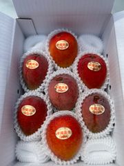 沖縄県産マンゴー 規格外1.6〜1.7kg