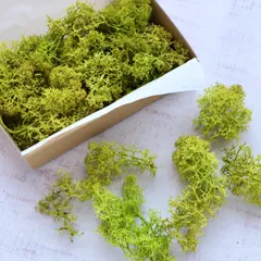 琉球*ルミカモス☆ ハーバリウム 蓄光 フィンランドモス0724-4