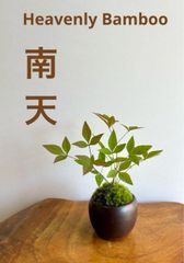 ミニ盆栽  南天  黒焦茶色の鉢