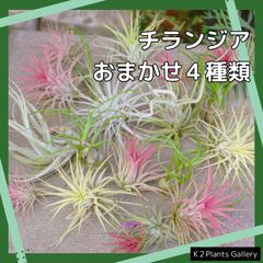 エアプランツ　【おまかせ４種類 セット】　チランジア　エアープランツ　コットンキャンディー　イオナンタ