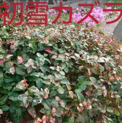 2025年最新】挿し穂の人気アイテム - メルカリ