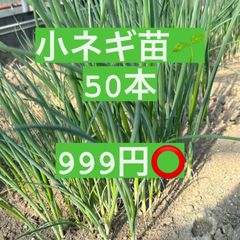 福岡県産　小ネギ苗　◾️お試し50本◾️
