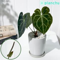 PLANCHU 観葉植物 アンスリウム クラリネルビウム 4号鉢 受け皿付き 育て方説明書付き Anthurium clarinervium アンスリューム アロイド 原種系