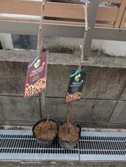 頂き女子リリちゃん様専用