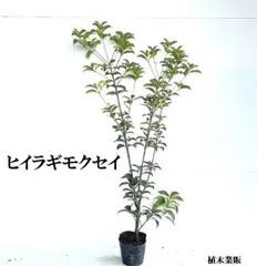 2025年最新】ヒイラギ苗の人気アイテム - メルカリ 2025年最新】ヒイラギ苗の人気アイテム - メルカリ