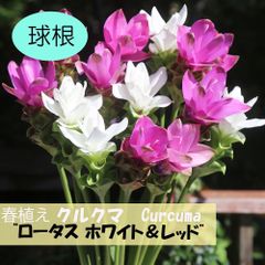クルクマロータスレッド&ホワイト　各1球　計2球　色分けあり