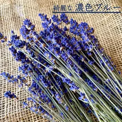 2025年最新】ドライフラワー ラベンダーの人気アイテム - メルカリ