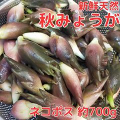 みょうが ミョウガ 秋みょうが 常温 ネコポス発送 箱いっぱいで収穫当日に発送します！ 新鮮でおいしい秋みょうが 期間限定