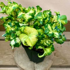 観葉植物　へデラ　ムーンライト