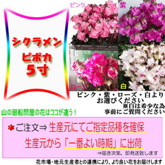 シクラメン★ピポカ（５寸）ピンク・紫・ローズ・白系　11月末から12月初旬お届け