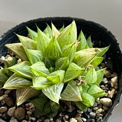 12d ハオルチア　多肉植物　雲窓アイスダイヤ錦　自家繁殖 Yahoo!オークション -「多肉 植物 ハオルチア」の落札相場・落札価格