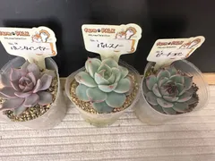 2025年最新】ファームパルクの人気アイテム - メルカリ