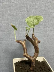 m10早い者勝ち！ ベアルート株　ペラルゴニウム ミラビレ ペラルゴニウム ミラビレ | mana's farm:塊根植物・アガベ