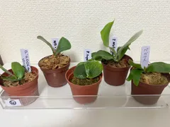 2025年最新】ビカクシダ ペガサスの人気アイテム - メルカリ