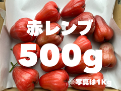 ※希少 〈赤レンブ〉 500g (傷あり品)