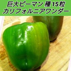 デカい！巨大ピーマン カリフォルニアワンダー 種15粒【固定種】 shop