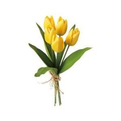 ascaチューリップ(黄色)12本入り　2箱 ascaチューリップ(黄色)12本入り 2箱 【公式通販】