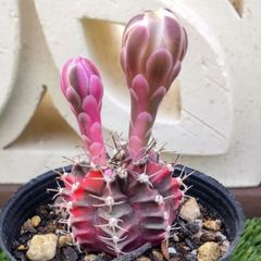 サボテン ギムノカリキウム属 緋牡丹錦(蕾付き)