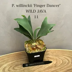 2025年最新】ウィリンキー ワイルドの人気アイテム - メルカリ