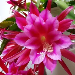 2025年最新】孔雀サボテン苗の人気アイテム - メルカリ