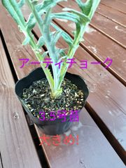 アーティチョーク　大きめ苗　4.5号苗　多年草　宿根草　金子香草園　ガーデニング　ティー　料理　ドライフラワー