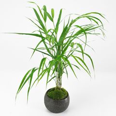 青フウチソウ 信楽焼銀灰丸鉢