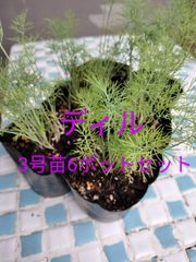ディル　6ポットセット　3号苗×6ポット　料理　ハーブティー