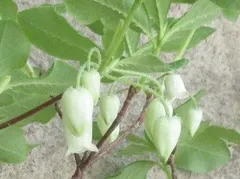 2025年最新】ヨウラクツツジの人気アイテム - メルカリ