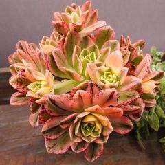 MA149	ブロンズメダル錦群生	【イータニク】多肉植物　韓国苗　第四種郵便発送