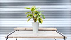 【観葉植物】フィカス・アルテシマ　斑入り　6号鉢