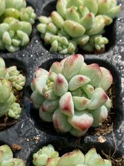 300引きの商品