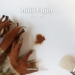 [胞子] hillii Fujin　ヒリー　風神　ビカクシダのサムネイル