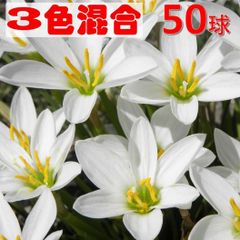 50球セット 色混合 ゼフィランサス 球根 白 黄色 ピンク桃色 ３色セット 色混合 大量 花苗 レインリリー 夏 秋 キバナサフランモドキ 多年草 玉すだれ ホワイト 純白 人気カラー 耐寒 植物