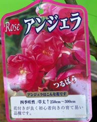 4514      アンジェラ★強健種　お勧め品★木立　四季咲き中輪ツル★接木
