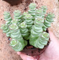 a*s様 B1505-4×15苗 ギョクシキキン アエオニウム 抜き苗 多肉植物 新入荷 ギョクシキン アエオニウム ZM1505×15鉢 抜き苗 多肉植物