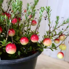 食べれます♡クランベリー♡ツルコケモモ♡果樹♡のサムネイル