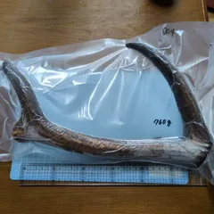 2025年最新】鹿茸 袋角の人気アイテム - メルカリ