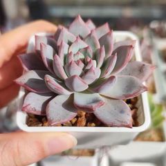 ユーフォルビア トム Euphorbia Cv tom 接ぎ降ろし 9頭 良型