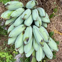自然栽培　　　品種不明バナナ