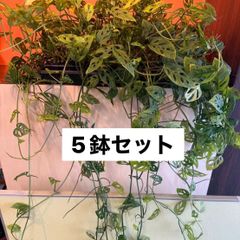 アデニウム・アラビカム タコ足 大株 発根済み ⑧ 【鉢のまま発送