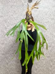 B97 ▽P.willinckii Wild Java▽ ジャワ島産　ウィリンキー　ワイルド【PLANET】ビカクシダ