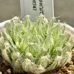 多肉植物 ハオルチア スフィロイデア セミビバ 糊斑 実生株