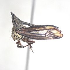 アリカツギツノゼミ Cyphonia clavata - メルカリ