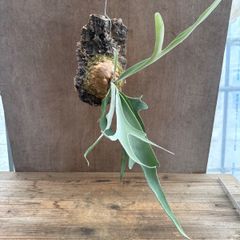 コウモリラン ベイチー⑦コルク付け 現品  Platycerium veitchii ビカクシダ 麋角羊歯 ビーチー ビッチー ヴィーチー 観葉植物 観葉 植物 珍奇植物 珍奇 珍しい ハンギング 吊り下げ 吊るす インテリア プレゼント おしゃれ かっこいい