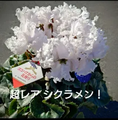 2025年最新】大栄花園の人気アイテム - メルカリ