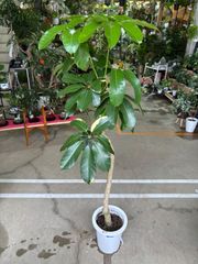 ブラッサイア・シェフレラ　斑入り　8号　引き取り限定　観葉植物　インテリア　グリーン