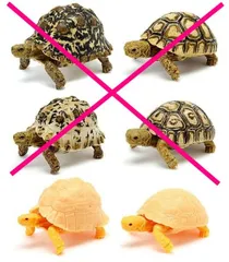 いきもの大図鑑 かめ06 × 2種セット ガチャ ガチャガチャ カプセルトイ いきもの 大図鑑 生き物 かめ 亀 ヒョウモンガメ アルビノ成体 アルビノ幼体 成体 幼体 アルビノ