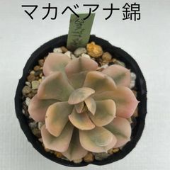 エケベリア マカベアナ錦